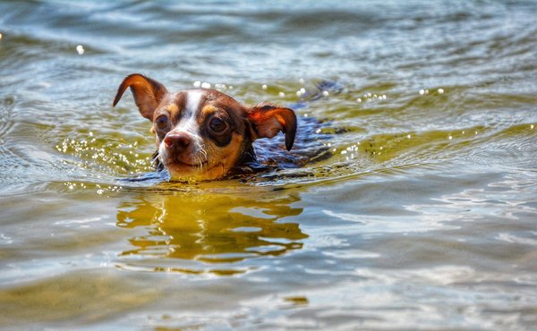 Comment commencer avec la technique du punch needle ?