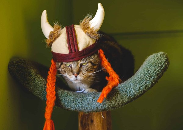 Quels sont les différents types de couteaux Viking ?