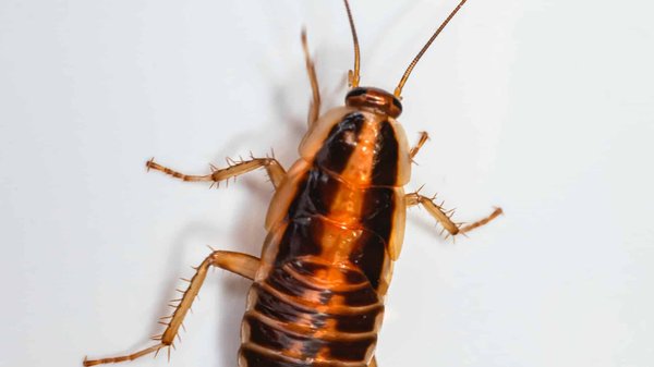 Ne laissez pas les cafards nuire à votre sérénité